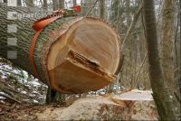 Eiche Gurt 8