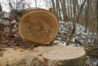 Eiche S Klammer 4