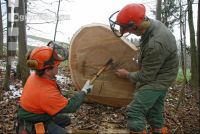 Eiche S Klammer 5