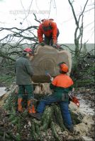 Eiche S Klammer 7