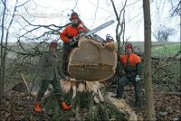 Eiche Zuschnitt 5