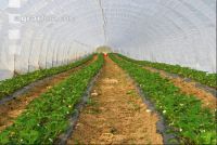 Erdbeer Folientunnel 2