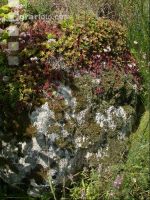 Steingarten 12