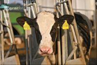 Holstein calve 2