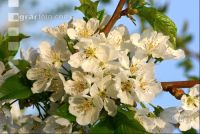 Kirsche Blüte 8