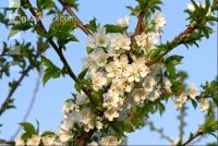 Kirsche Blüte 9