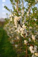Kirsche Blüte 12
