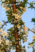 Kirsche Blüte 13
