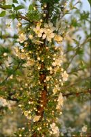 Kirsche Blüte 15