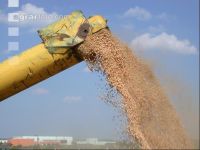 Erbsen Ernte 3