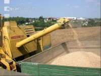 Erbsen Ernte 2