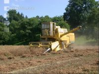 Erbsen Ernte 1