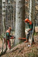 Tannen fällen 3