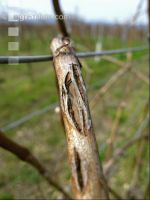 Wein Hagelschaden 1