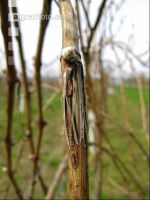 Wein Hagelschaden 2