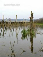 Wein Hochwasser 3