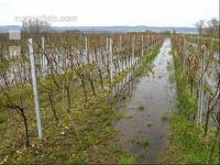 Wein Hochwasser 6