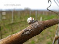 Wein Hagelschaden 5