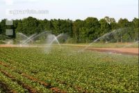 Erdbeeren wässern J 5