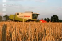 Roggen Ernte J 2