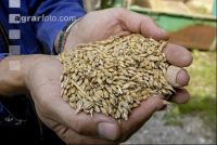 Deliver barley 6