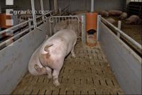 Sauen Ad libidum 15