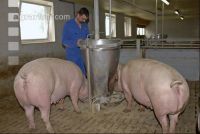 Sauen Ad libidum 20
