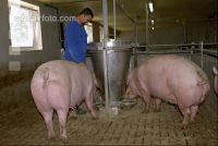 Sauen Ad libidum 22