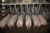 Sauen Rieselfütterung 