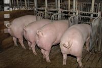 Sauen Rieselfütterung 