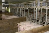 Sauen Rieselfütterung 