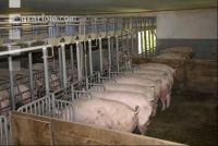 Sauen Rieselfütterung 
