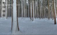 Fichten Schnee 2
