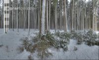 Fichten Schnee 3