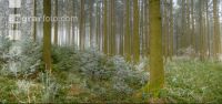 Wald Rauhreif 1