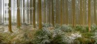Wald Rauhreif 2