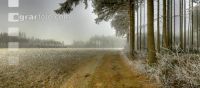 Wald Rauhreif 5