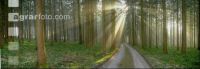 Wald Rauhreif 6