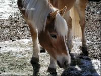 Haflinger 3