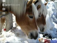 Haflinger 2