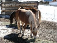 Haflinger 1