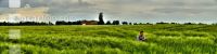 Gerste Panorama 5