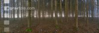 Wald Morgen 1