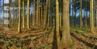 Wald Morgen 2