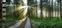 Wald Rauhreif 3