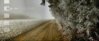 Wald Rauhreif 4