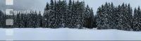 Wald Schneefall