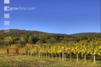 Vineyard autumn 6