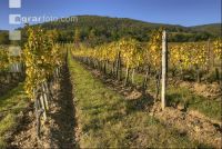 Vineyard autumn 10