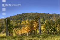 Vineyard autumn 5
